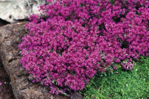 Thymus_praecox___50124490c98b8.png